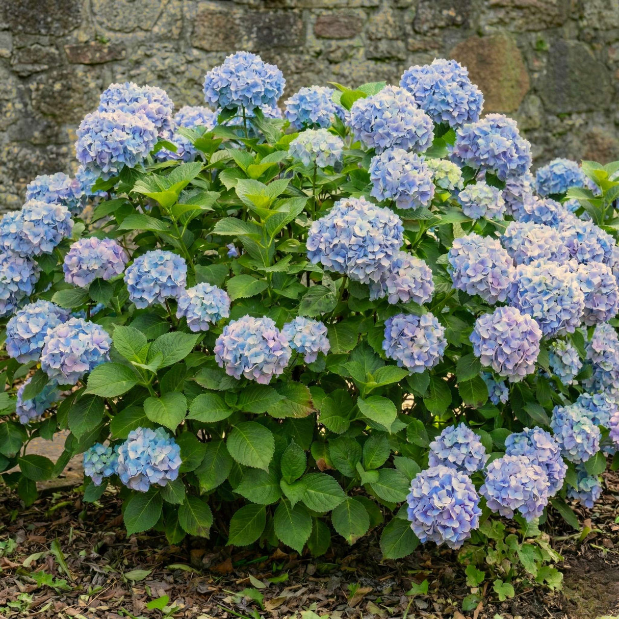 Hydrangea macrophylla ‘Bodensee’