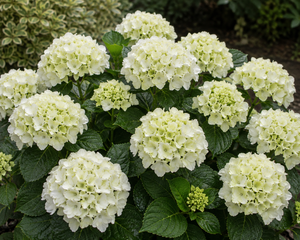 Hydrangea macrophylla ‘Ice Girl’