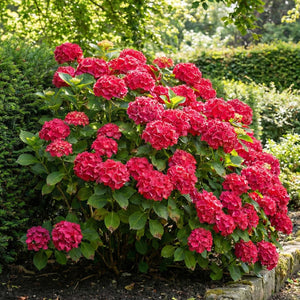 Hydrangea macrophylla ‘Leuchtfeuer’