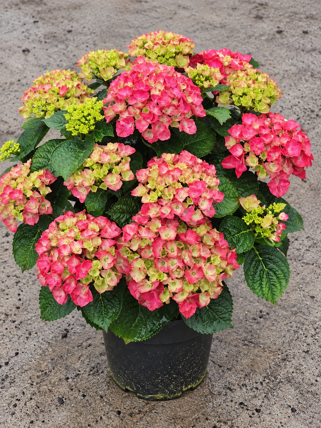 Hydrangea macrophylla ‘Ningbo Red’