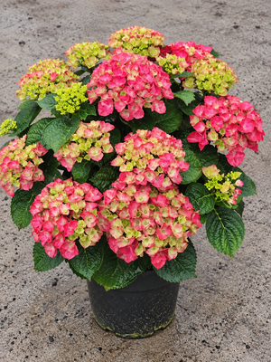 Hydrangea macrophylla ‘Ningbo Red’