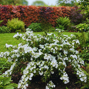 Hydrangea macrophylla ‘Runaway Bride’