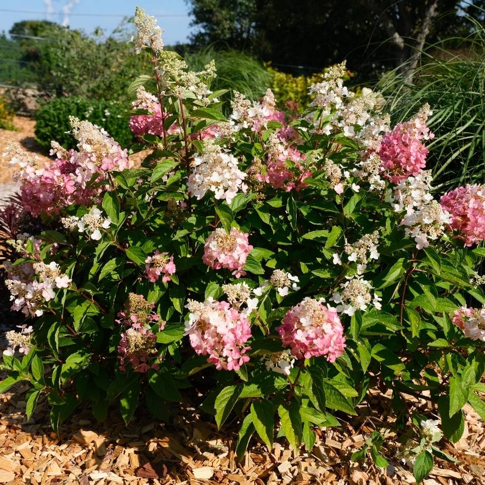 Hydrangea paniculata ‘Baby Lace’