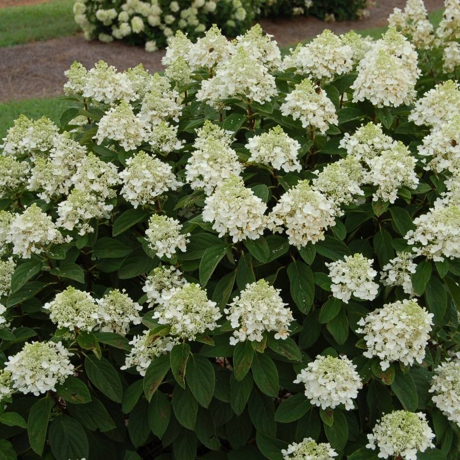Hydrangea paniculata ‘Baby Lace’