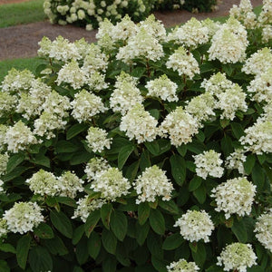 Hydrangea paniculata ‘Baby Lace’