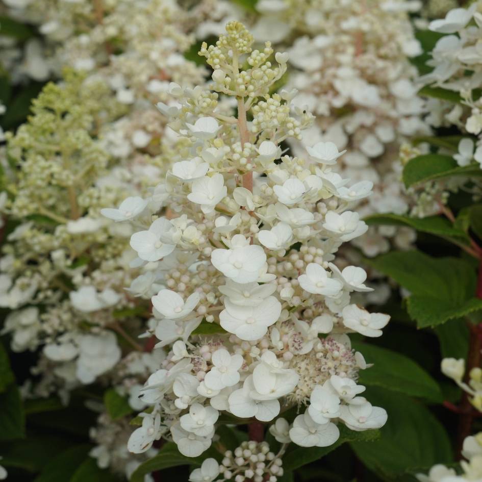Hydrangea paniculata ‘Baby Lace’