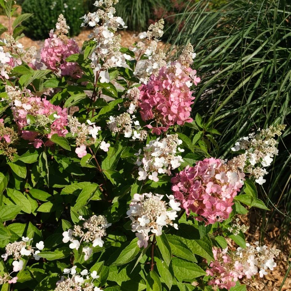 Hydrangea paniculata ‘Baby Lace’