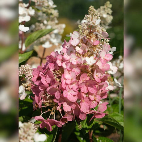 Hydrangea paniculata ‘Baby Lace’