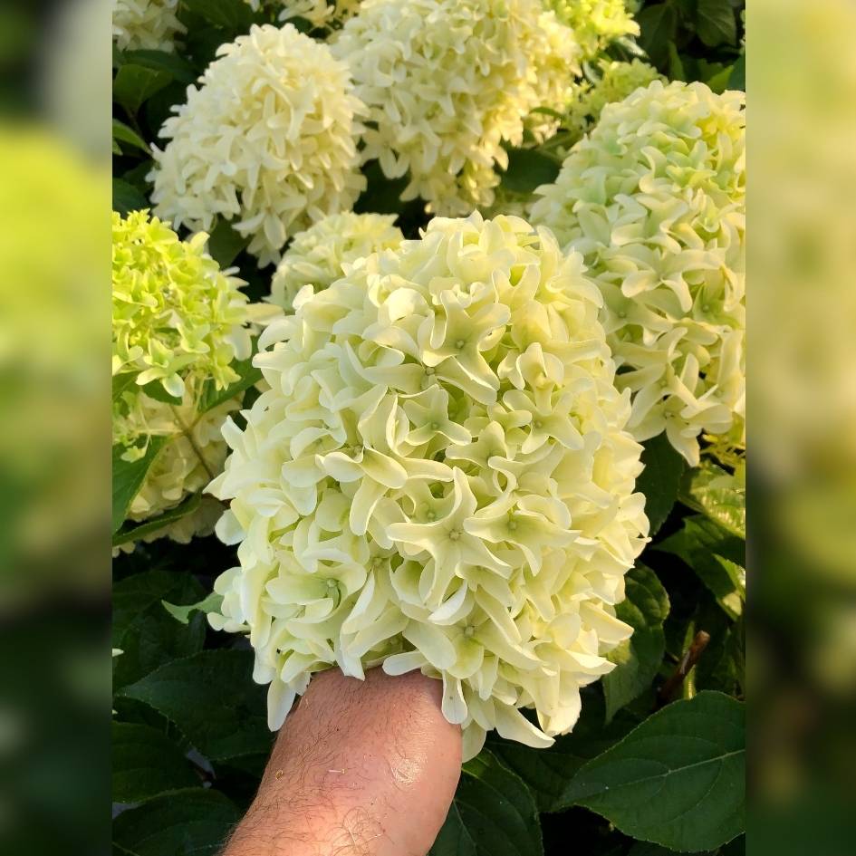 Hydrangea paniculata ‘Skyfall’