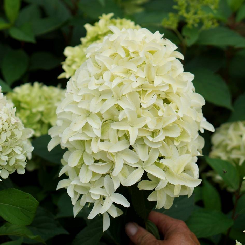 Hydrangea paniculata ‘Skyfall’