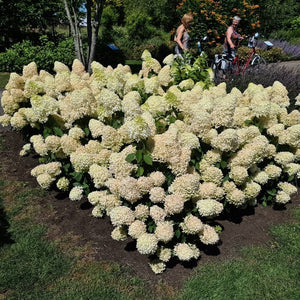 Hydrangea paniculata ‘Skyfall’