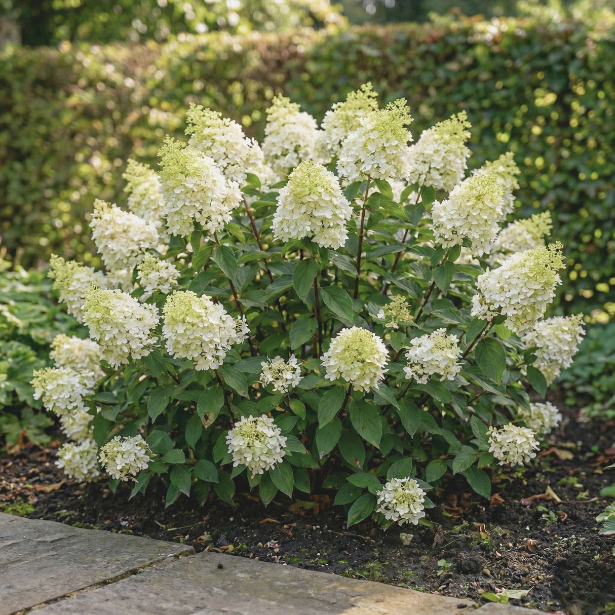 Hydrangea paniculata ‘Bobo’