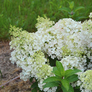 Hydrangea paniculata ‘Bobo’