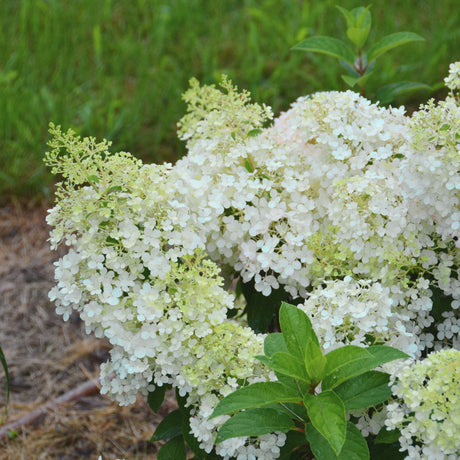 Hydrangea paniculata ‘Bobo’