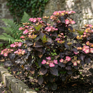 Hydrangea serrata ‘Daredevil’