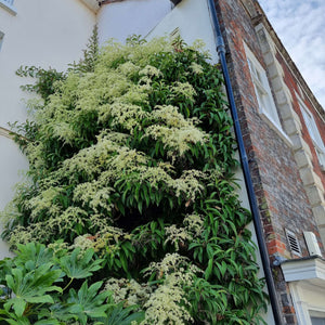 Hydrangea viburnoides