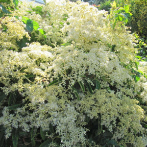 Hydrangea viburnoides