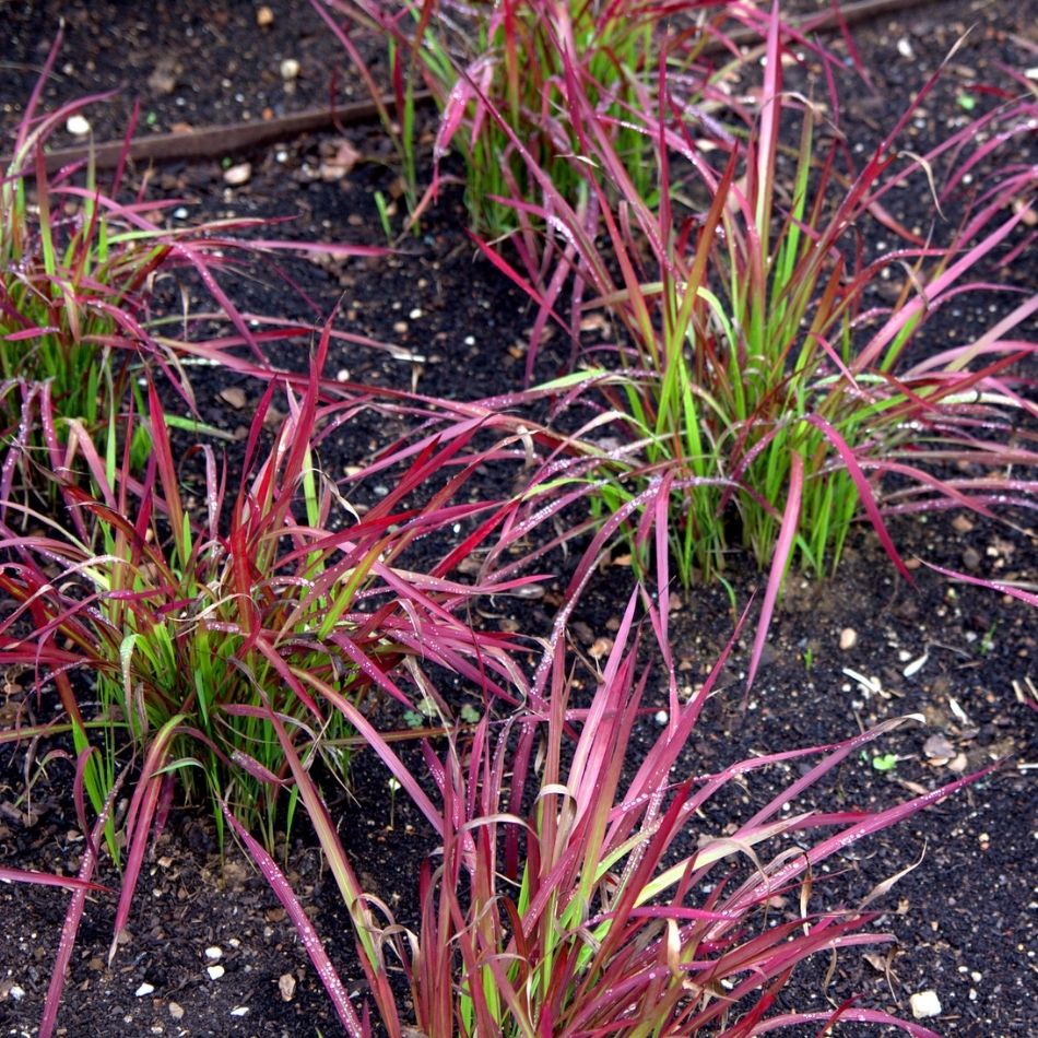 Imperata cylindrica ‘Red Baron’