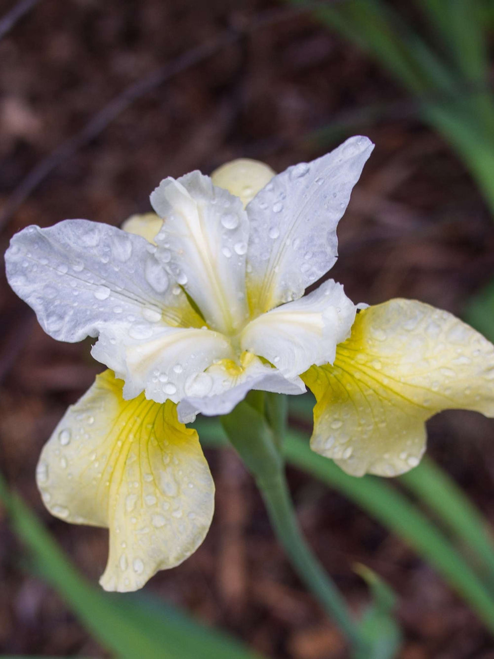 Iris ‘Butter and Sugar’