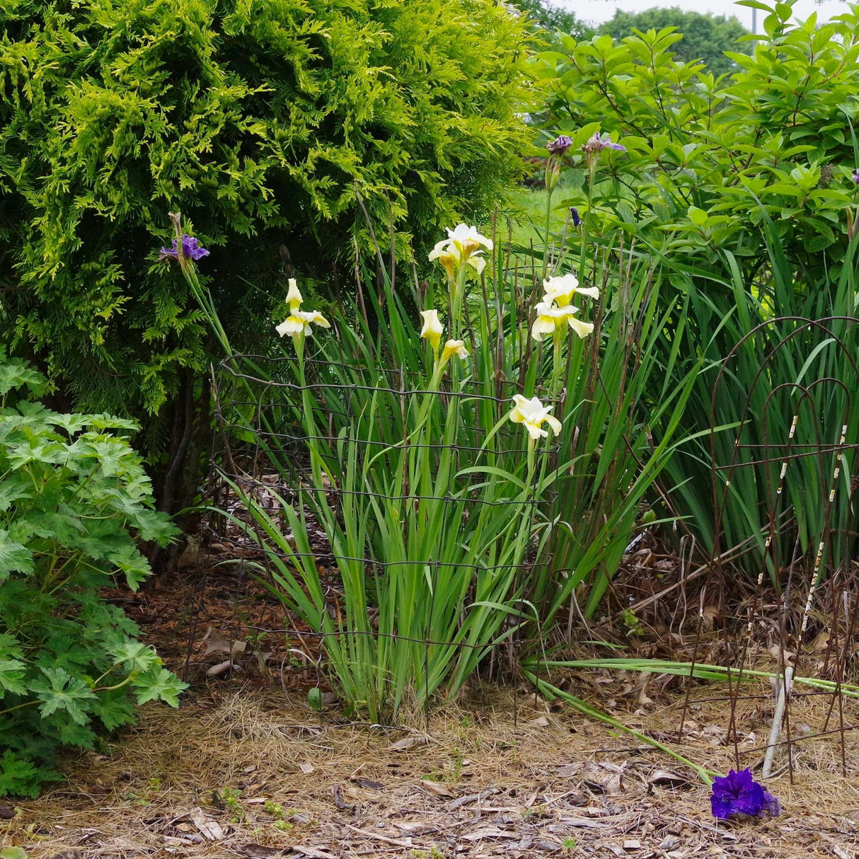 Iris ‘Butter and Sugar’