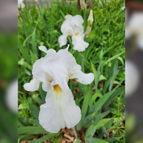Iris germanica ‘Immortality’