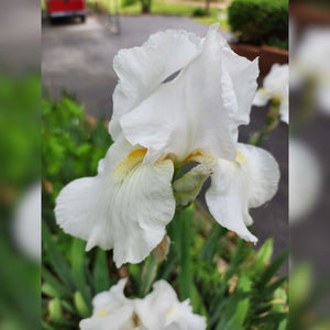 Iris germanica ‘Immortality’