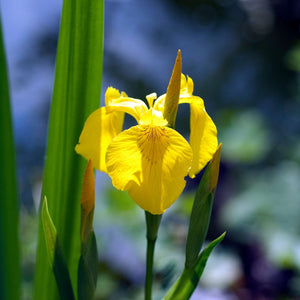 Iris pseudacorus