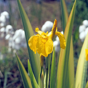 Iris pseudacorus
