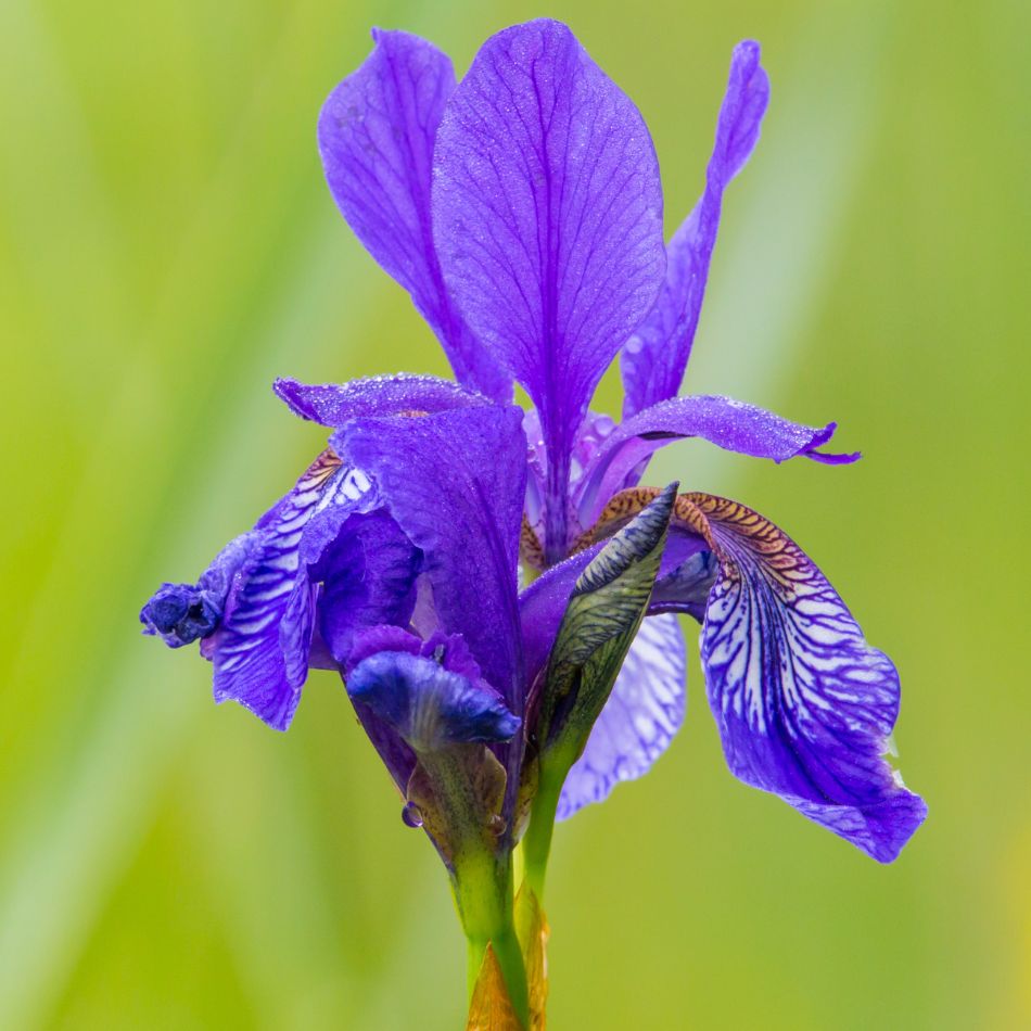 Iris sibirica