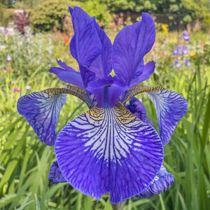 Iris sibirica