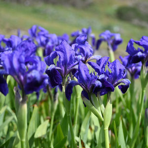 Iris sibirica