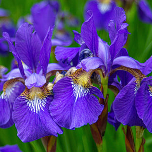 Iris sibirica