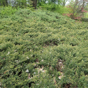 Juniperus communis ‘Repanda’
