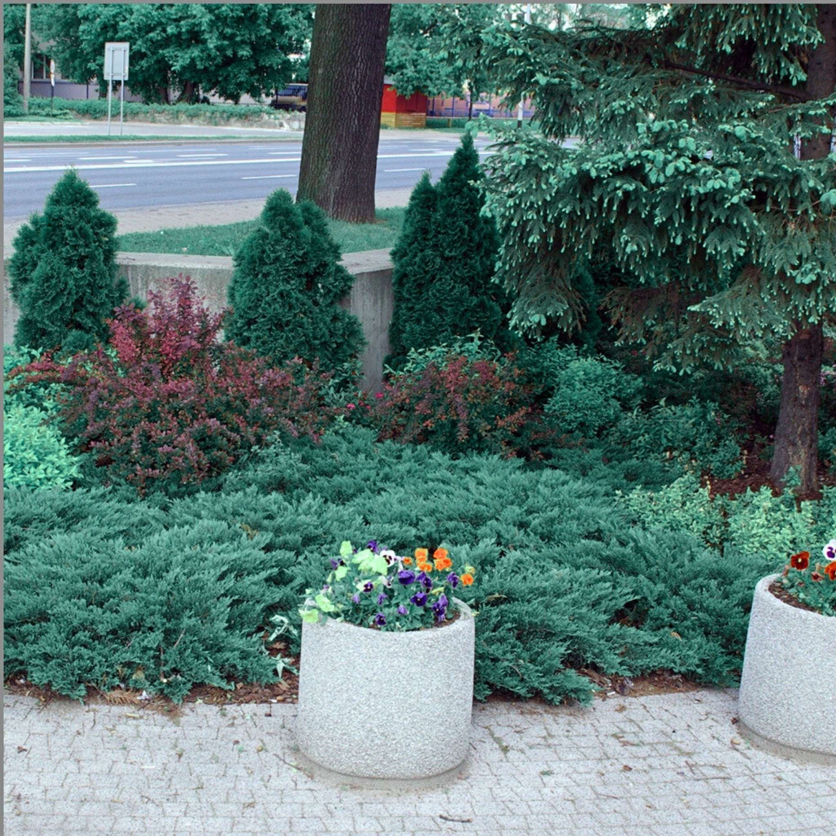 Juniperus horizontalis ‘Blue Chip’