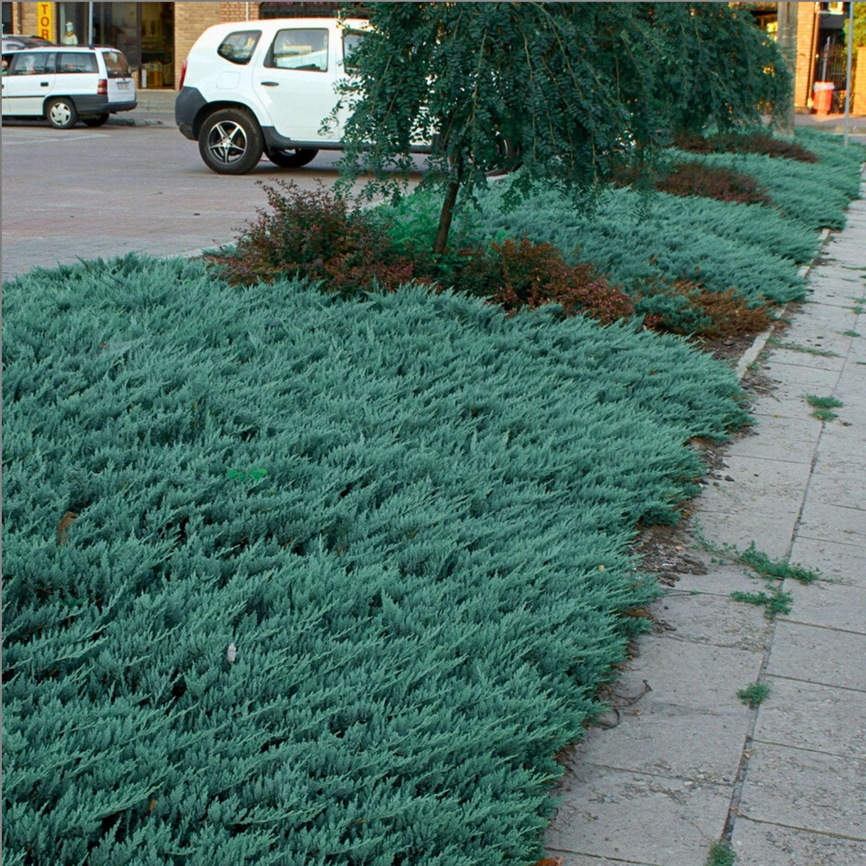 Juniperus horizontalis ‘Blue Chip’