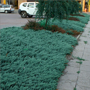 Juniperus horizontalis ‘Blue Chip’