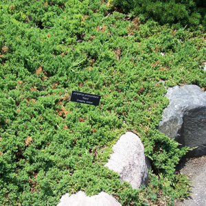 Juniperus procumbens ‘Nana’