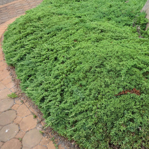 Juniperus procumbens ‘Nana’