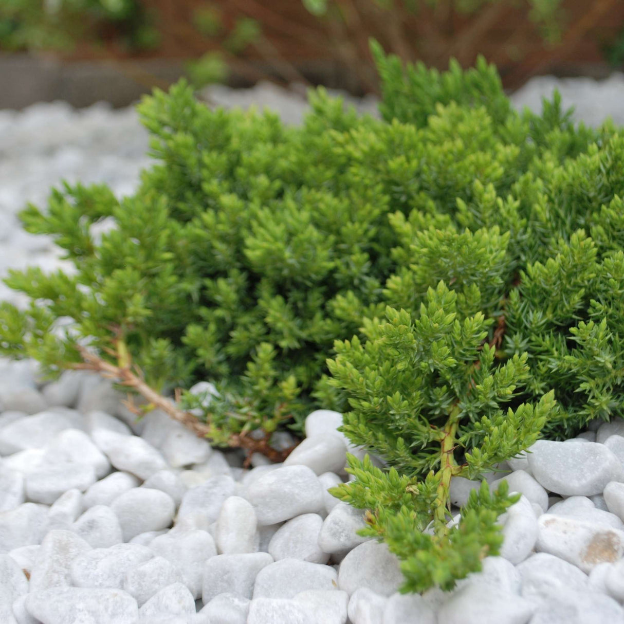Juniperus procumbens ‘Nana’