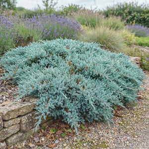 Juniperus squamata ‘Blue Carpet’