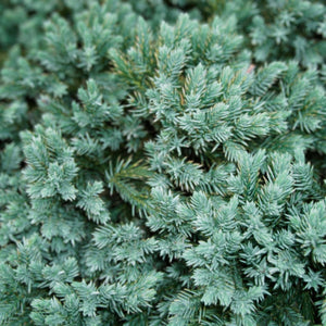 Juniperus squamata ‘Blue Star’