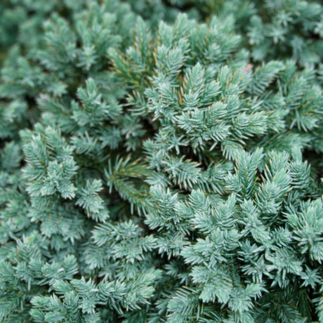 Juniperus squamata ‘Blue Star’