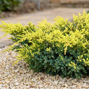 Juniperus squamata ‘Holger’