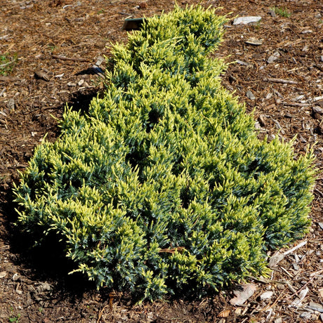 Juniperus squamata ‘Holger’