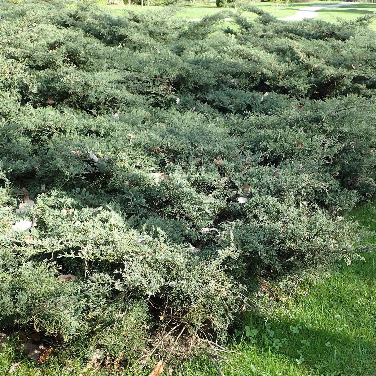 Juniperus virginiana ‘Grey Owl’