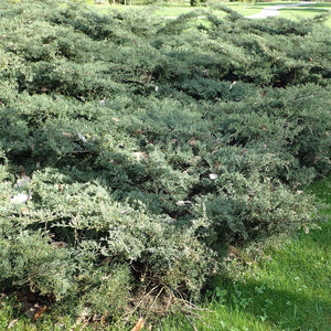 Juniperus virginiana ‘Grey Owl’