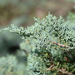 Juniperus virginiana ‘Grey Owl’