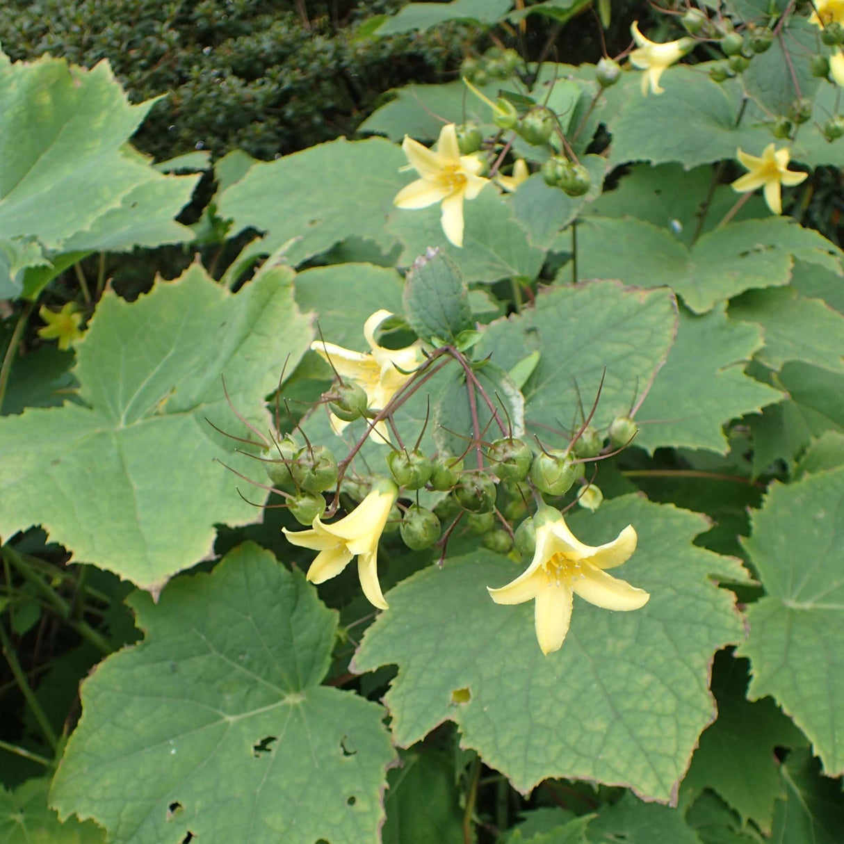 Kirengeshoma palmata
