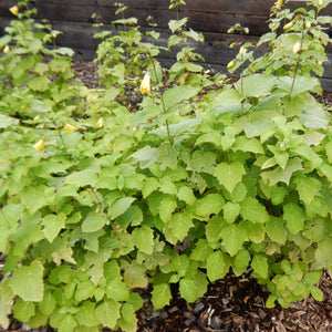 Kirengeshoma palmata