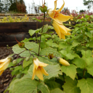 Kirengeshoma palmata